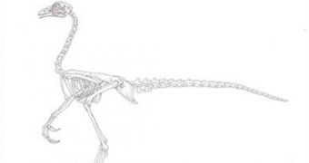 The skeleton of the future dinochicken, as envisaged by an artist