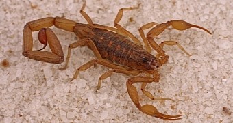 Scientists want to use scorpion venom to treat cancer, also Parkinson's