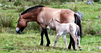 Park in Scotland announces the birth of a rare Przewalski's horse