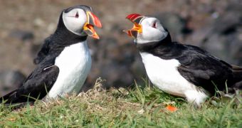 Scotland's Puffins Doing Great Despite the Bad Weather