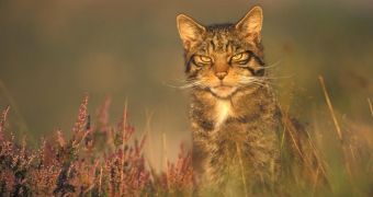 Scottish wild cats stand to become extinct in just a few months