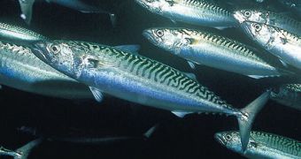 Scotland argues that Iceland is fishing far too many mackerels