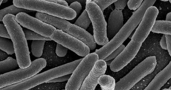 E. coli was used in this study as a model for other Gram-negative bacteria, the researchers say
