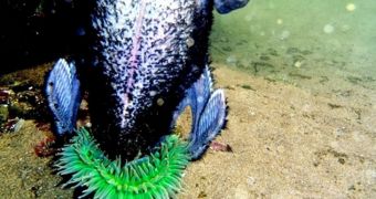 Giant green sea anemone caught on camera eating a bird