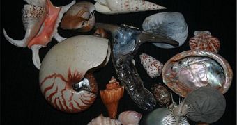 Sea Creatures Build Larger Shells