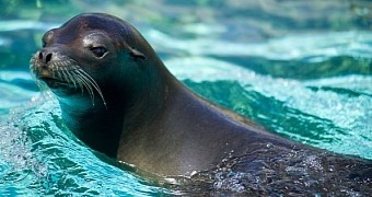 Over the weekend, a man in California, US, was attacked by a sea lion