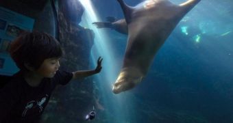 5-year-old boy befriends sea lion