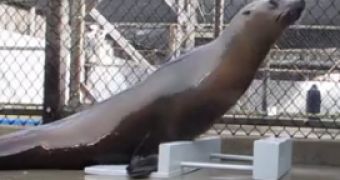 Sea lion named Ronan learns to dance, proves that it can keep the beat
