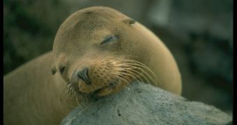 Sea lions killed by fishermen