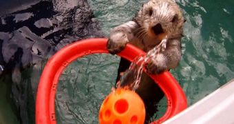 Sea otter's water basketball routine eases the pain caused by its arthritis