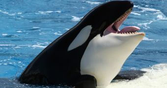 Sea Shepherd wants people to help make sure the orca named Lolita is granted protection under the Endangered Species Act