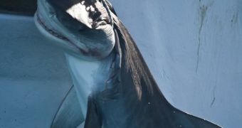 Green group Sea Shepherd wants people to help it put an end to Western Australia's ongoing shark cull