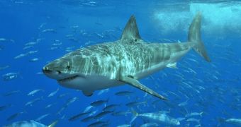 Sea Shepherd explains its decision to seek an injunction against West Australia's shark cull