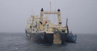 This is the Nisshin Maru factory whaling ship the Japanese illegally operate in Antarctic waters