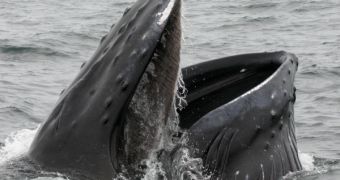 Commercial whaling is prohibited worldwide under a 1986 UN charter