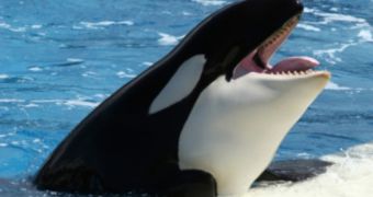 Sea Shepherd argues SeaWorld lies when it says it takes good care of marine mammals