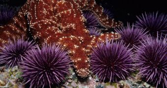Sea Shepherd helps rescue sea urchins captured by poachers in Italy
