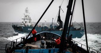 Sea Shepherd vessel and Japanese whaling ship crash into one another in the Southern Ocean