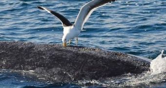 Sea Shepherd does not approve of killing seagulls in order to protect whales