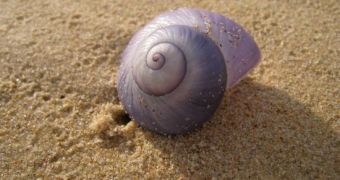 Sea snail hatches inside 4-year-old's knee, the boy keeps it as a pet