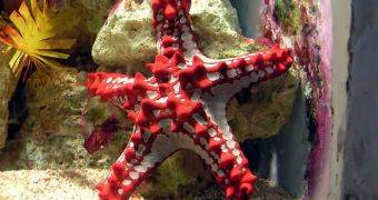 Sea stars and other echinoderms take up about 0,1 gigatonnes of carbon dioxide from the atmosphere each year