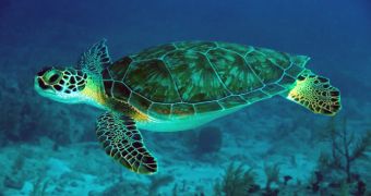 Researchers find sea turtles are eating a lot more plastic debris than they did in the 1980s