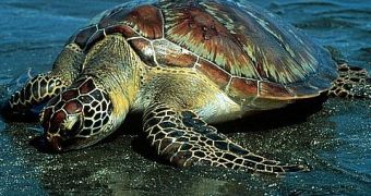 Sea Turtles Suffering from Hypothermia Wash Ashore in Uruguay
