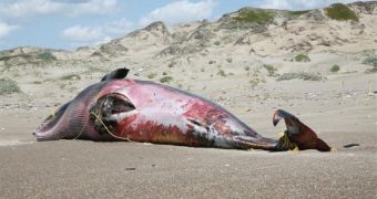 Stranded minke whale. It was entangled in an anchor cable