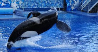 SeaWorld uses psychoactive drugs to control whales, documents say
