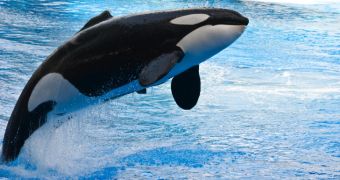 SeaWorld wants to install exercising machines for whales