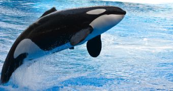 SeaWorld claims "Blackfish" is "inaccurate and misleading"