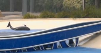 Viral video shows pilot whale apparently stranded at SeaWorld in Orlando, Florida