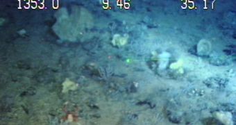 Deep-sea habitats are also affected by changes in the atmosphere