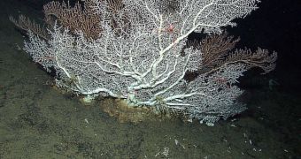Seafloor Geology Studies Yield Amazing Findings