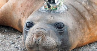 Seafloors Mapped from Seals' Heads