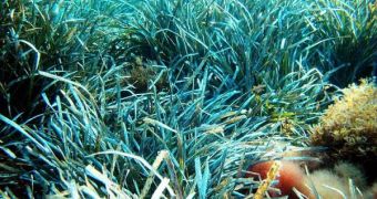Seagrass meadows have been decreasing at an alarming rate over the past 130 years