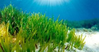 Sea grass could help counteract ocean acidification