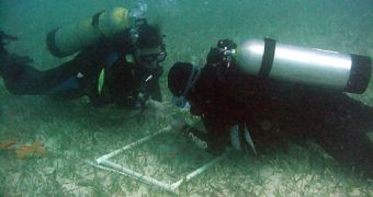Scientists take samples of seagrass beds at NSF's Florida Coastal Everglades LTER site