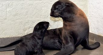 Seal pup born at New England Aquarium is a girl