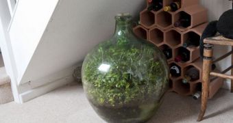 Plants living inside a sealed bottle have managed to survive and grow without any fresh air or water