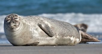 Study finds seals in the North Sea often feed very close to offshore wind farms