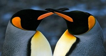 The king penguin is the second largest species of penguin