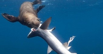 Seals sometimes kill and eat sharks