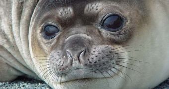Seals Were Born Scuba Divers