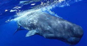 Diving sperm whale