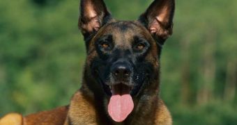 Secret service dog dies while on the job