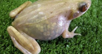 The Japanese transparent frog
