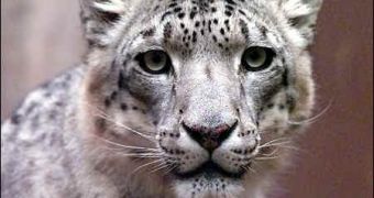 A real Snow Leopard (face shot)