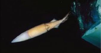 Giant squid using jet propulsion to swim