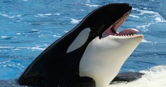 PETA asks SeaWorld to free the whales it keeps captive